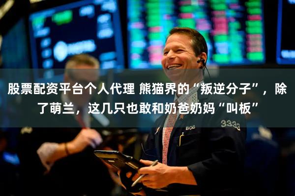 股票配资平台个人代理 熊猫界的“叛逆分子”，除了萌兰，这几只也敢和奶爸奶妈“叫板”